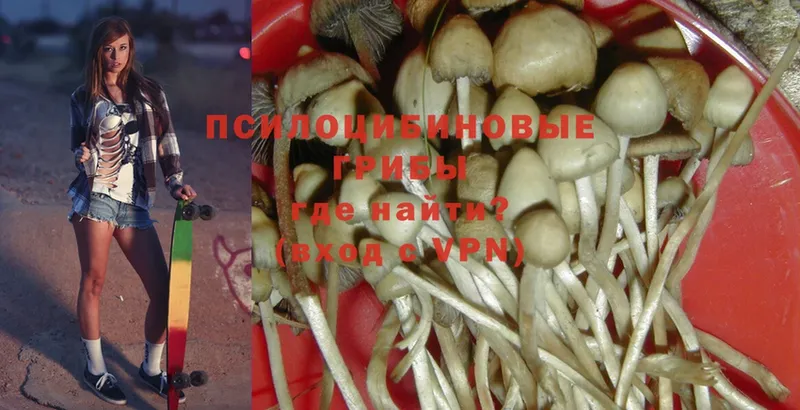 закладки  Пугачёв  Псилоцибиновые грибы Magic Shrooms 